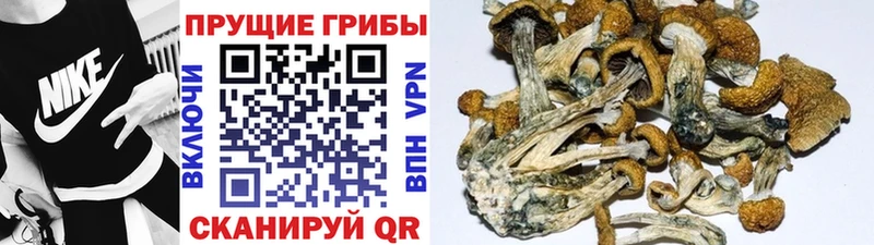 Галлюциногенные грибы Psilocybe  kraken онион  Магас 